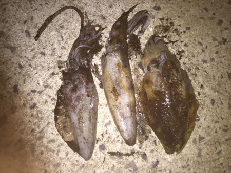 今年初のイカ釣り。