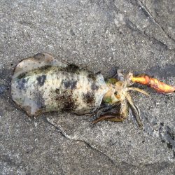 今日は、1人でブラブラと