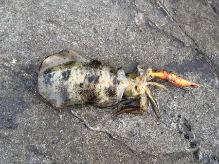 今日は、1人でブラブラと