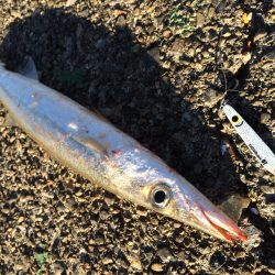 今日も勝浦港で