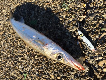 今日も勝浦港で