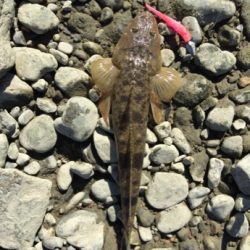 紀ノ川フラットゲーム