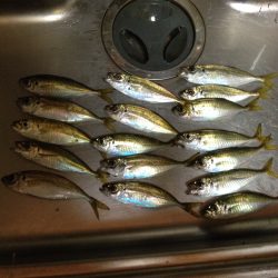 渋〜いアジング