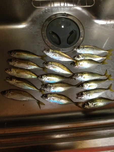 渋〜いアジング