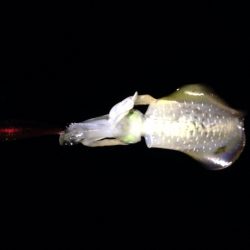 北風ビュービュー