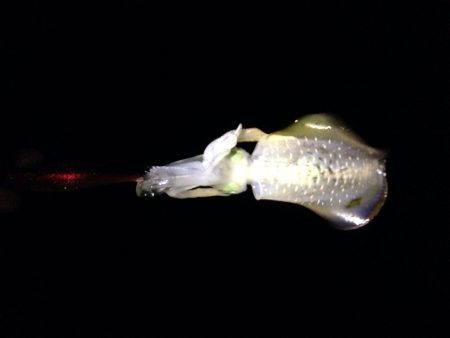 北風ビュービュー