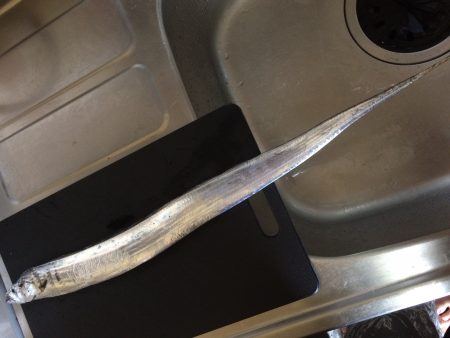 泉佐野 前島にて