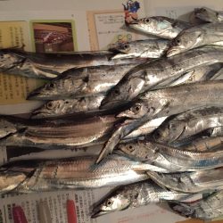 赤灯タチウオ好調！