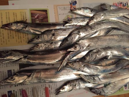 赤灯タチウオ好調！