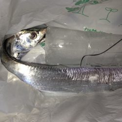 アタリ多いがなかなか乗らず