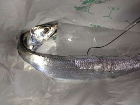 アタリ多いがなかなか乗らず