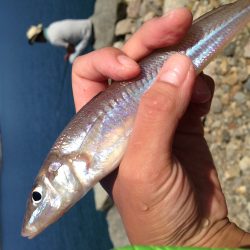 穴釣りとちょいなげ