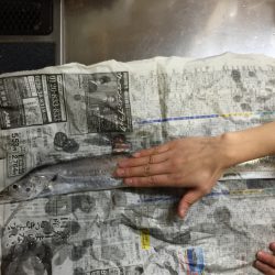 ワインドで太刀魚