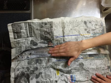 ワインドで太刀魚