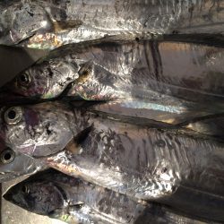 タチウオ夕マズメ