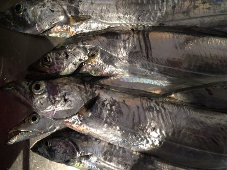 タチウオ夕マズメ