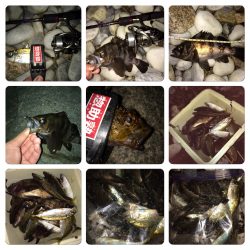 泉南サーフ。メバル。アジ。ガシラ。