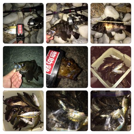 泉南サーフ。メバル。アジ。ガシラ。