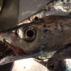 ワインド ゲーム