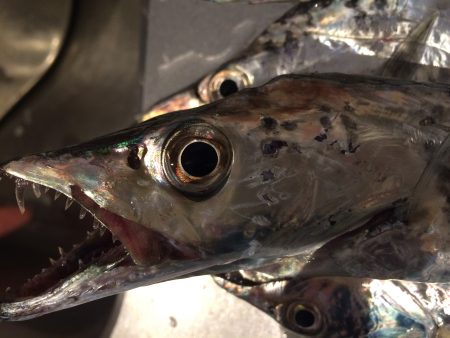 ワインド ゲーム