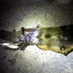 今年最後のエギング！