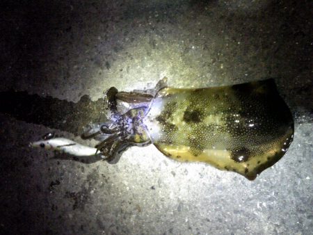 今年最後のエギング！