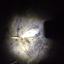 いつものサイズ