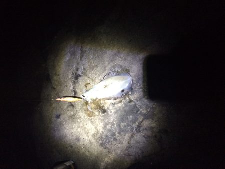 いつものサイズ