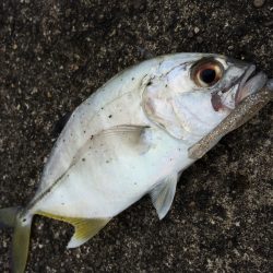 スライダーシャッド