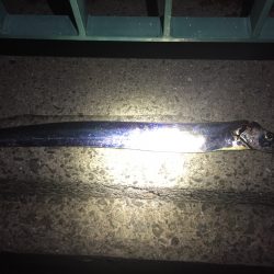 タチウオワインド！