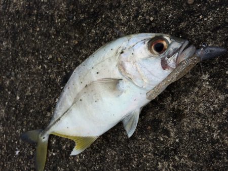 スライダーシャッド