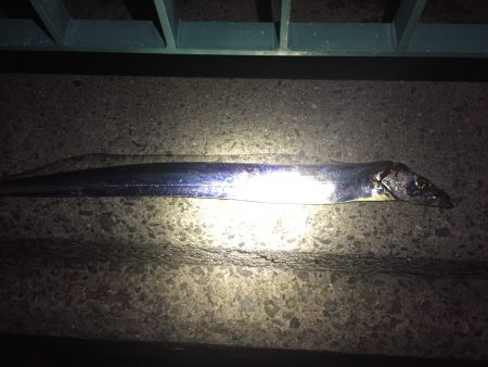 タチウオワインド！