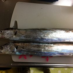 仕事帰りに短時間釣行