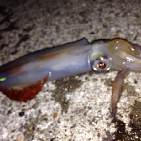 新子狙い(*´罒`*)