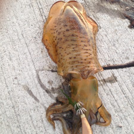 なかなかサイズ