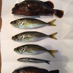 太刀魚目当てだったが…