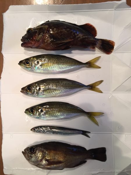 太刀魚目当てだったが…