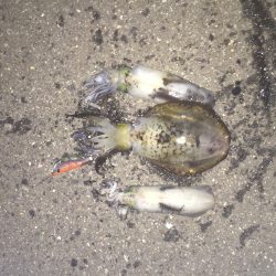 こんばんは。新子ちゃん