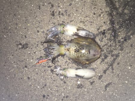 こんばんは。新子ちゃん