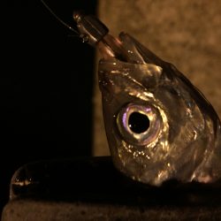 激流アジング！