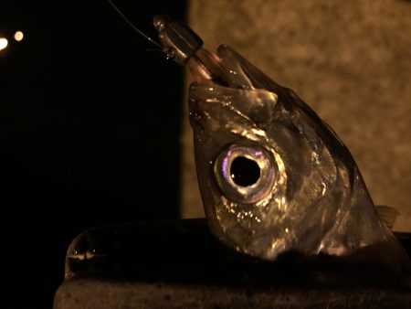 激流アジング！