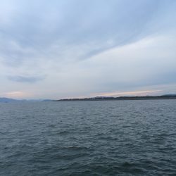 青岸の太刀魚はだいぶ減ってます。