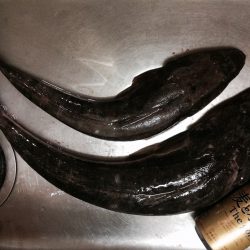 フラットフィッシュ