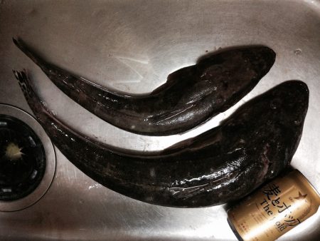 フラットフィッシュ