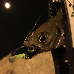 連夜アジング♪