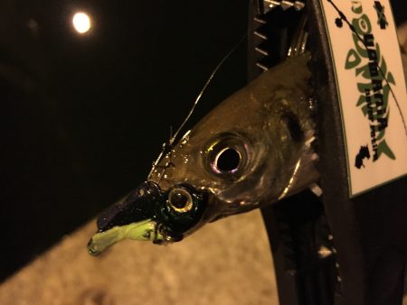 連夜アジング♪