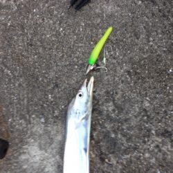 武庫一 ショアジギ&ワインド調査