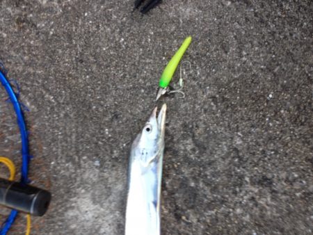 武庫一 ショアジギ&ワインド調査