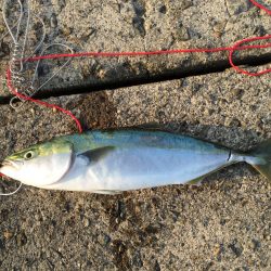 ショアジギング