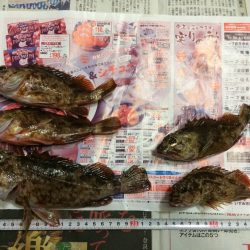 ガシラのデイゲーム